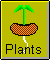 Seed Plants